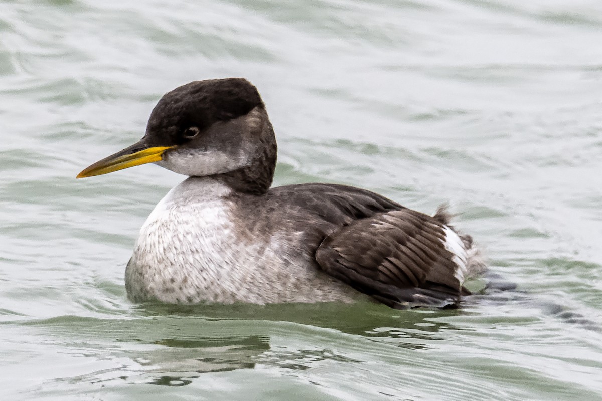 Red-necked Grebe - Donald Dixon