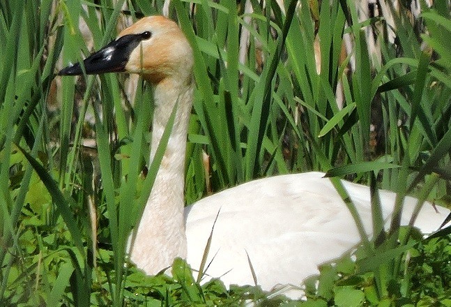 Cisne Trompetero - ML29265641