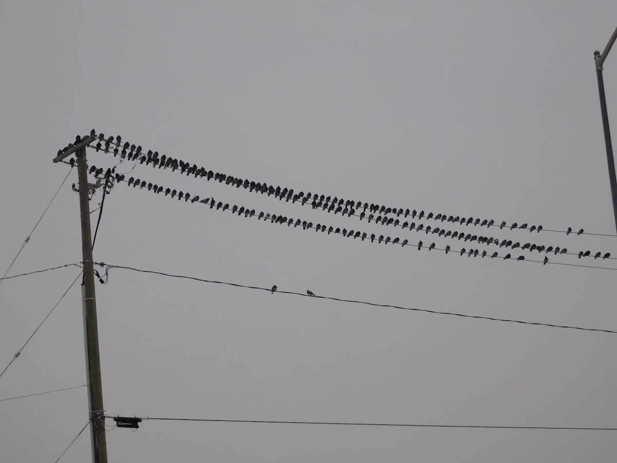 Rock Pigeon (Feral Pigeon) - ML292657851