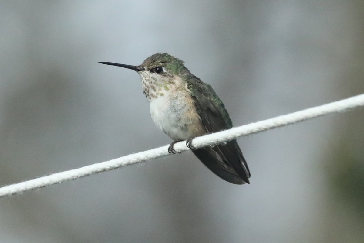 Calliope Hummingbird - ML292660221