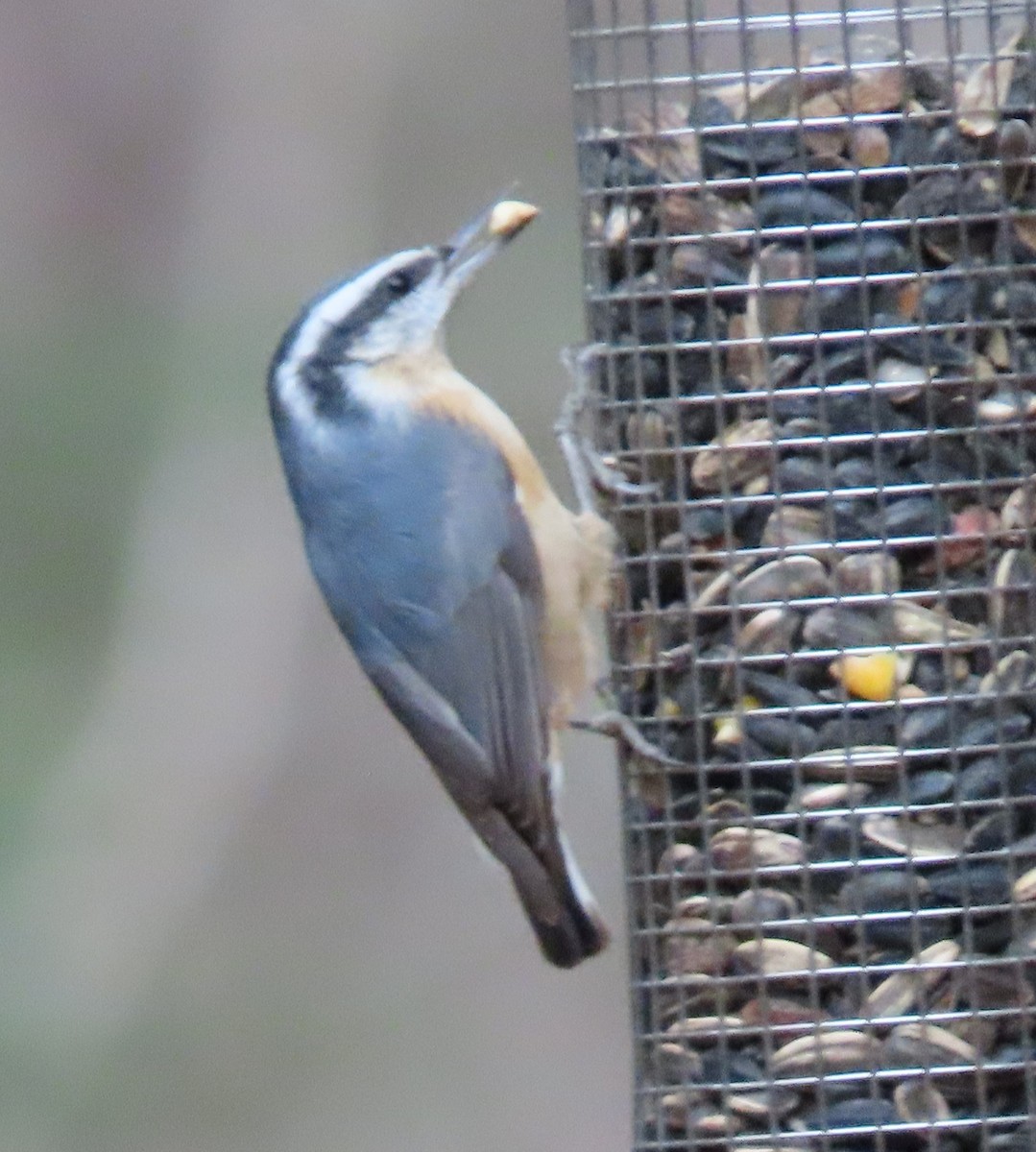Red-breasted Nuthatch - ML292661531