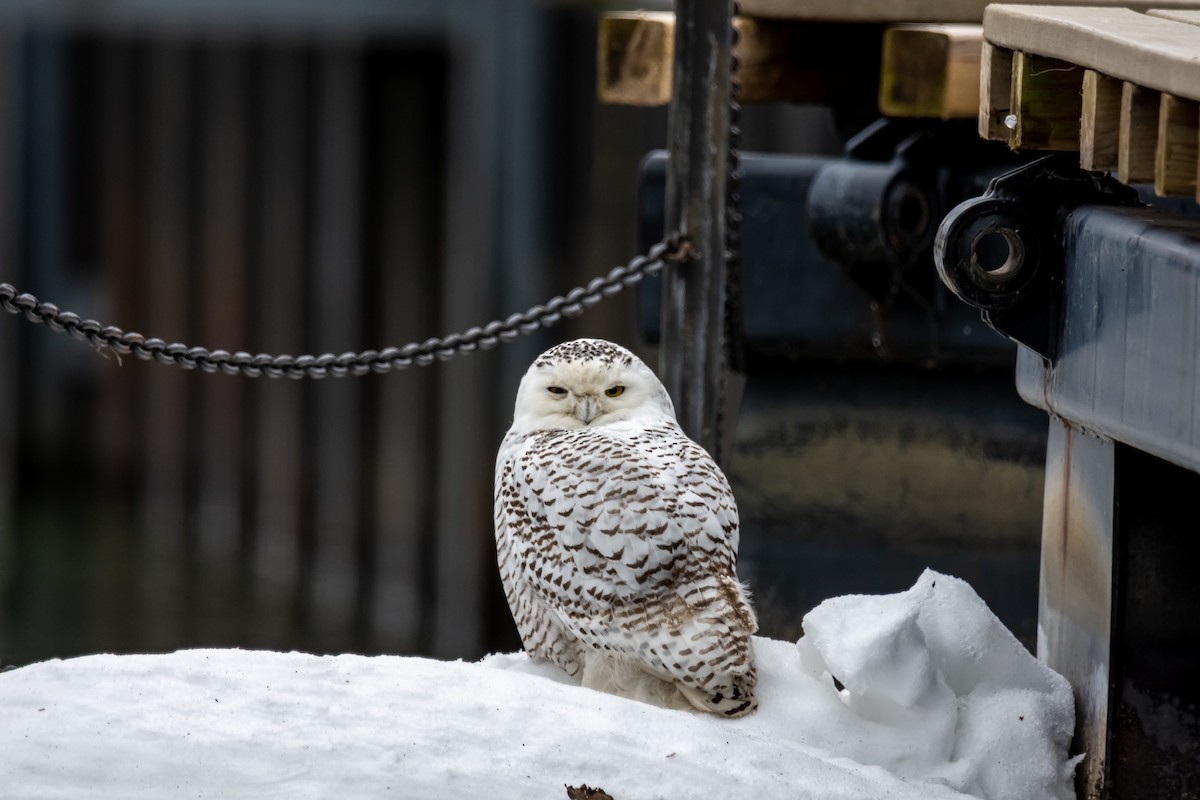 Snowy Owl - Donald Dixon