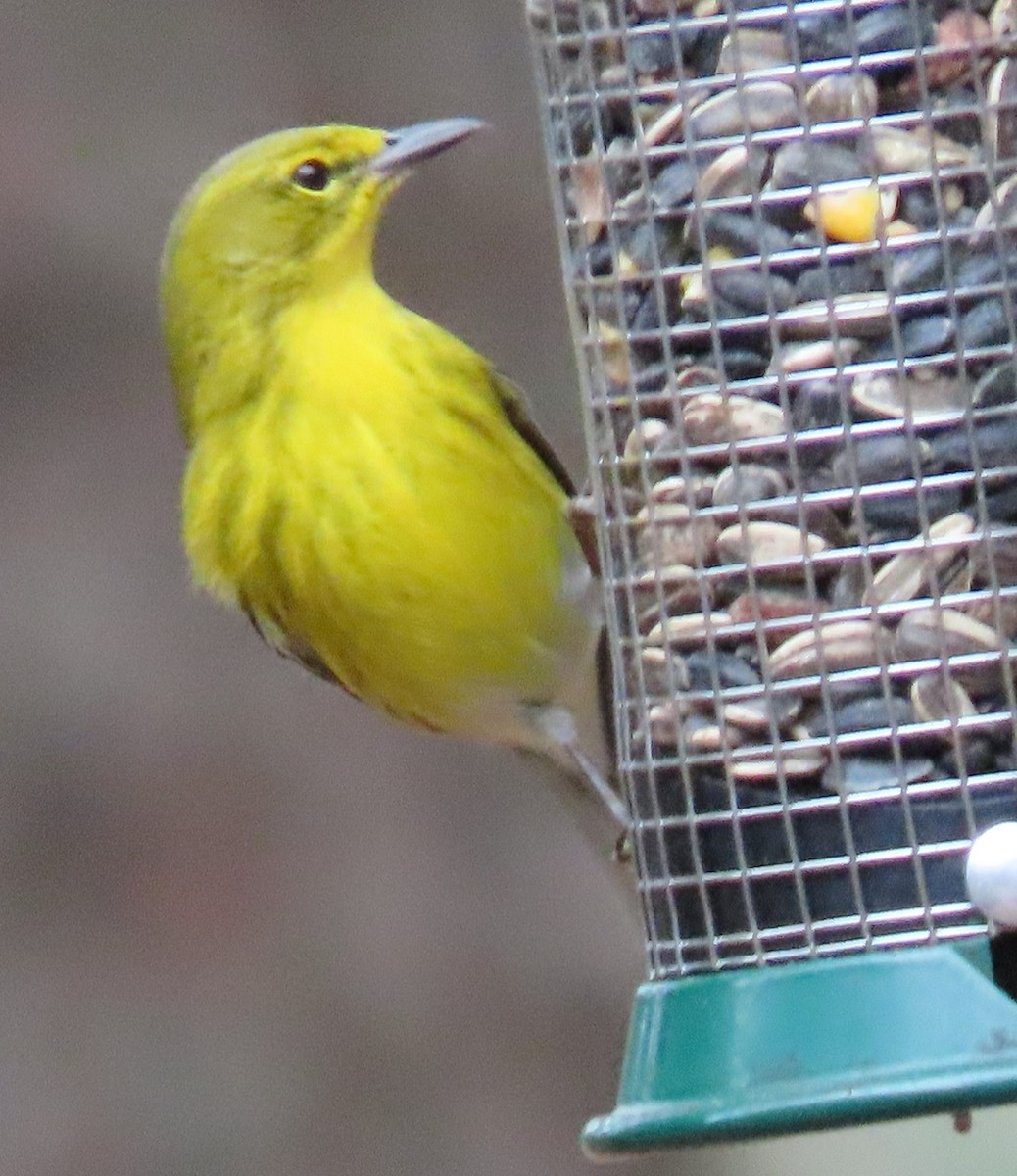 Pine Warbler - ML292661961