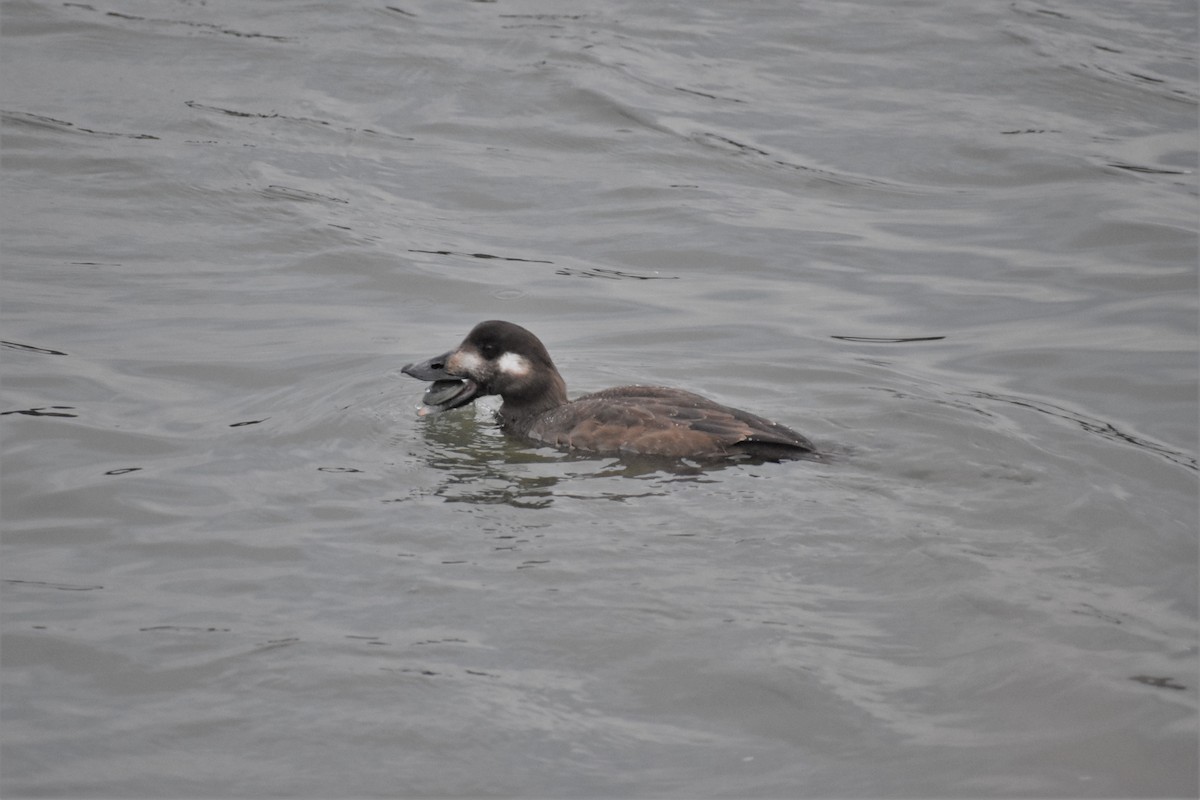 White-winged Scoter - Axel Roos