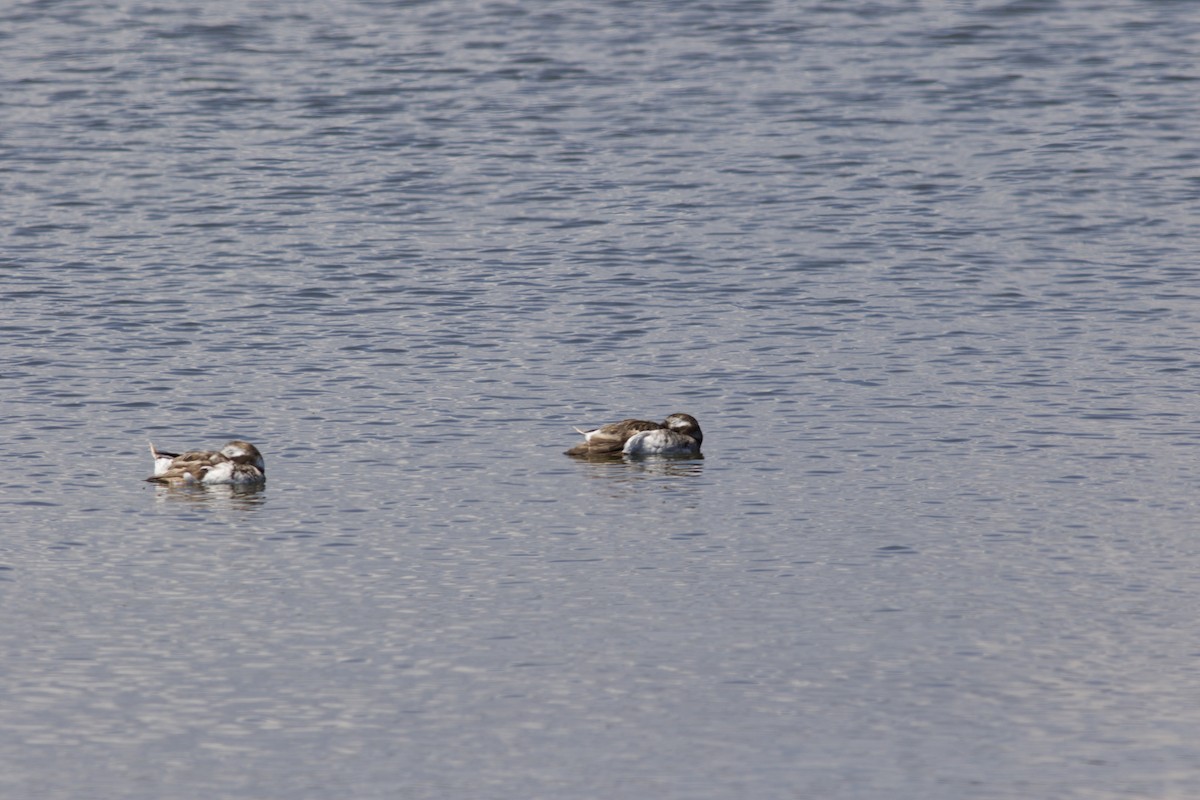 Long-tailed Duck - ML29266231