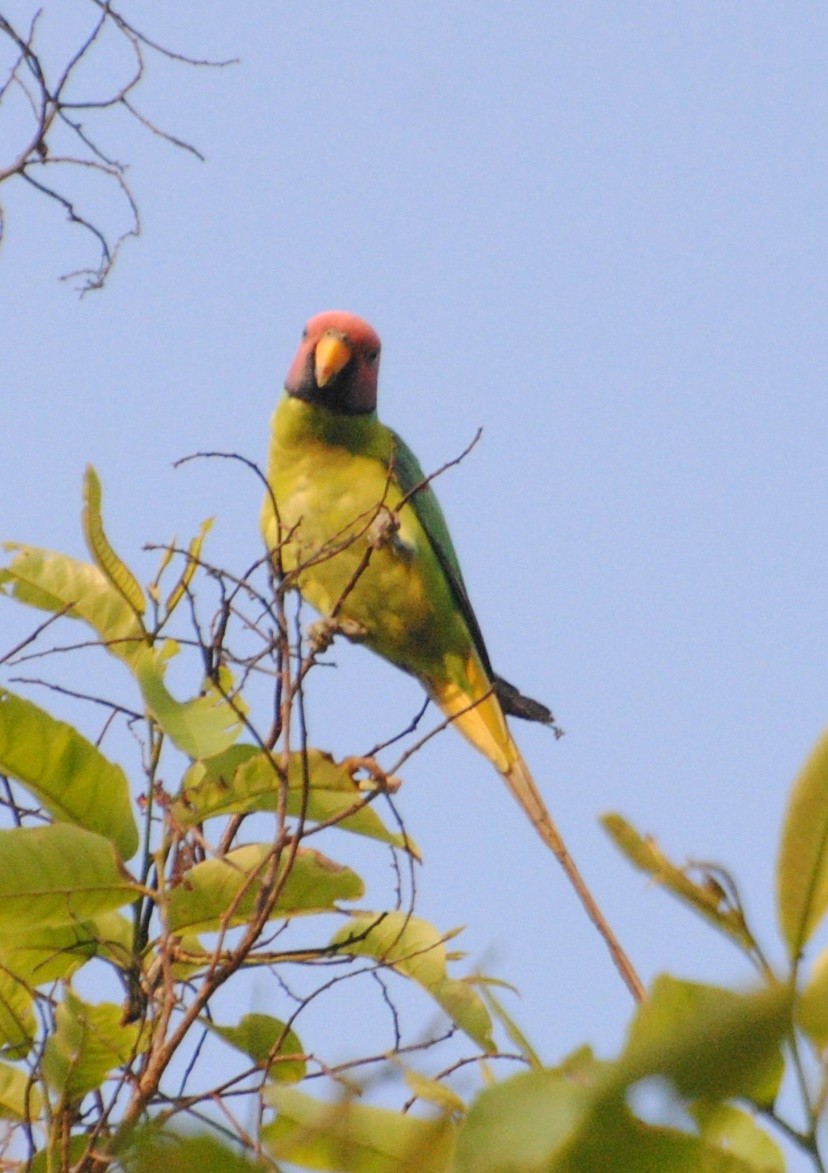Plum-headed Parakeet - ML29266291