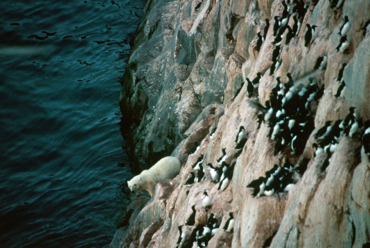 Thick-billed Murre - ML292662951