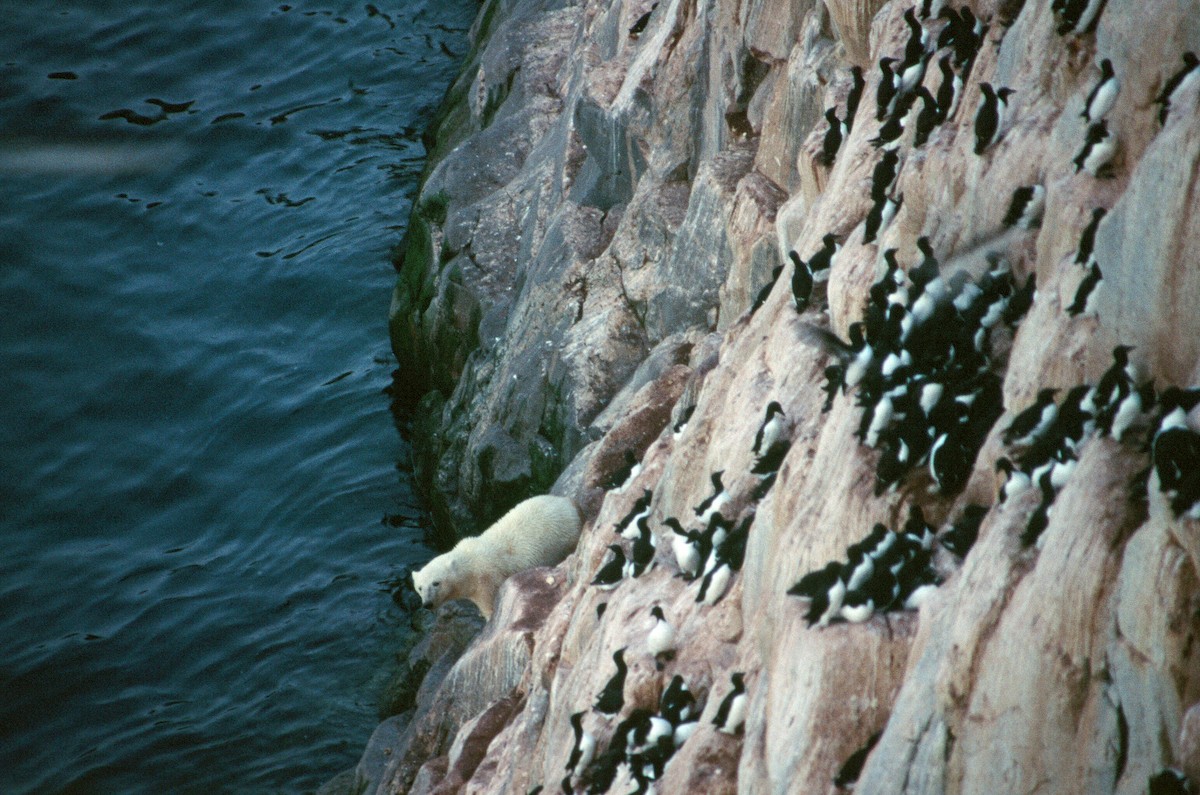 Thick-billed Murre - ML292662981