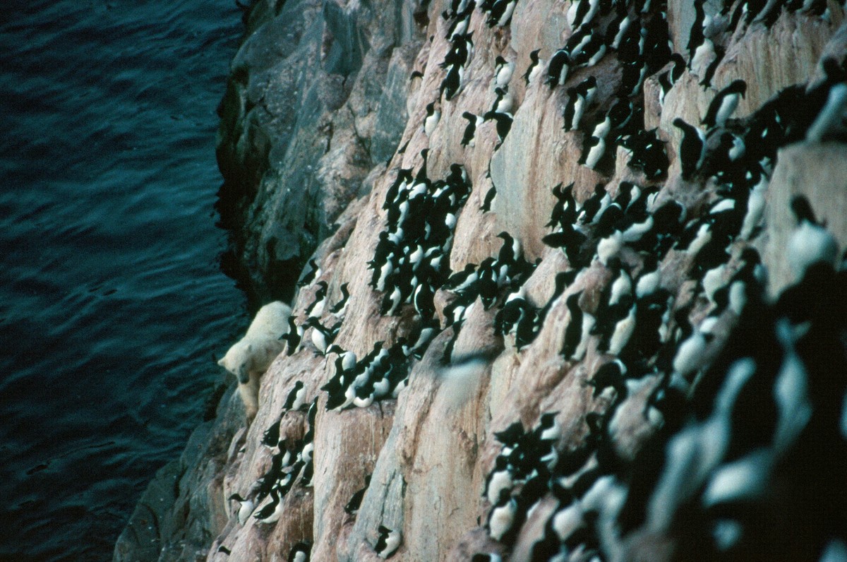 Guillemot de Brünnich - ML292662991