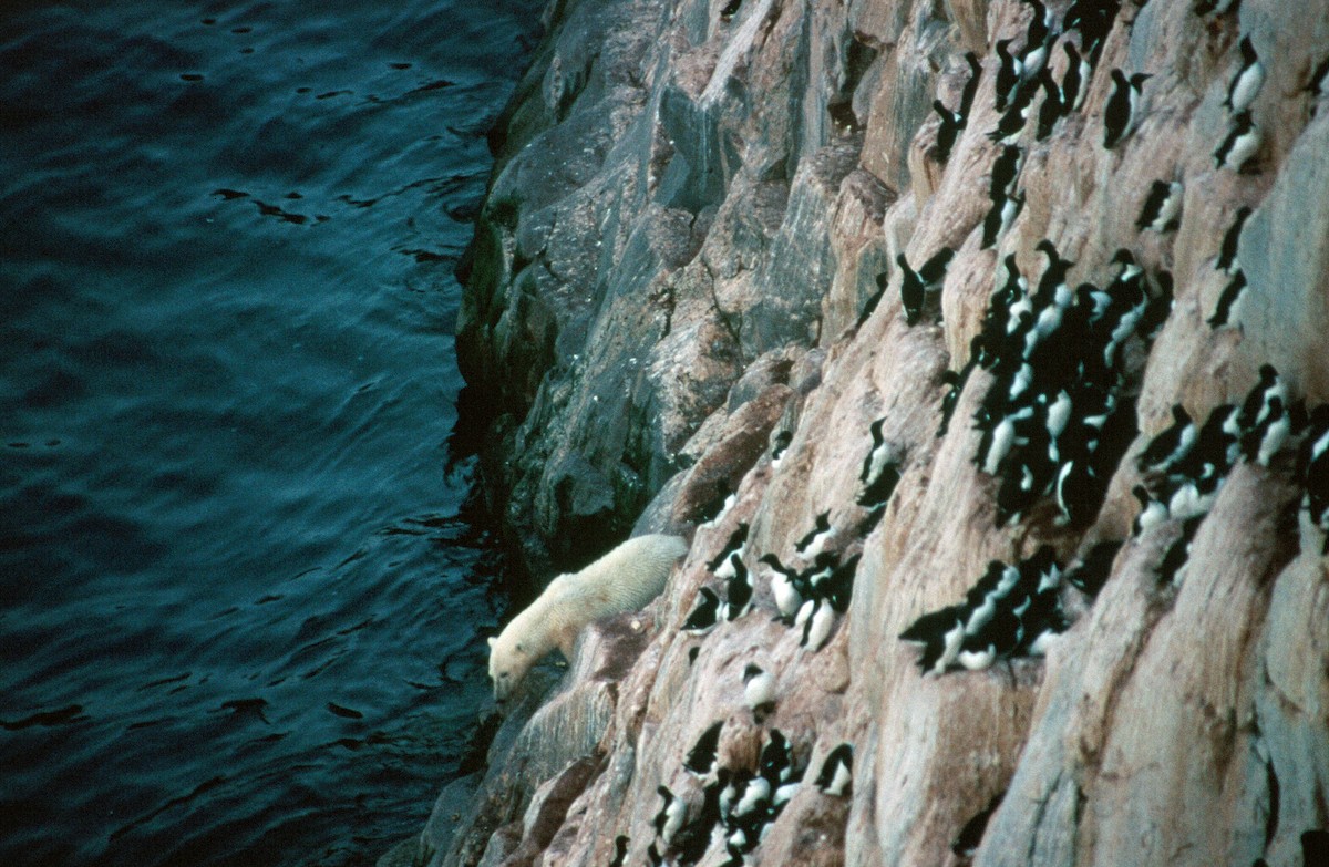 Thick-billed Murre - ML292663031