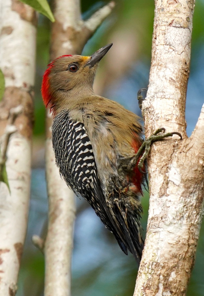 Yucatan Woodpecker - Sibylle Hechtel