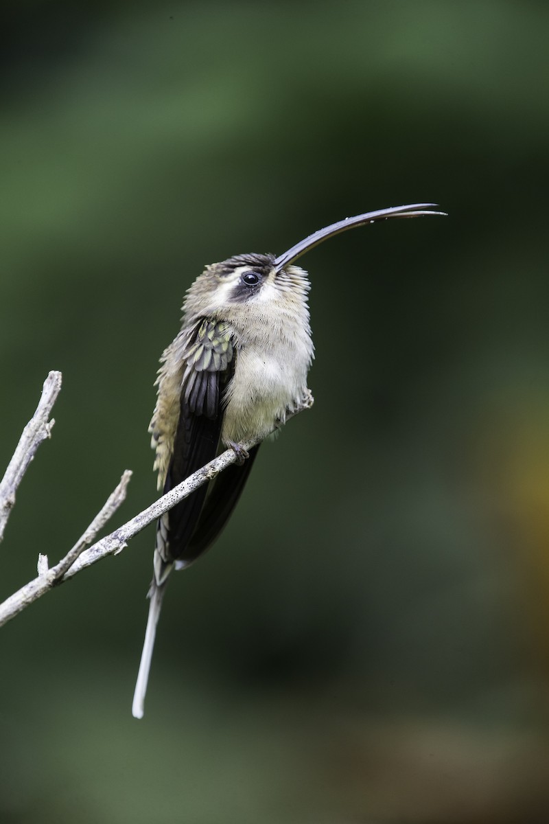 Long-billed Hermit - Jorge Eduardo Ruano