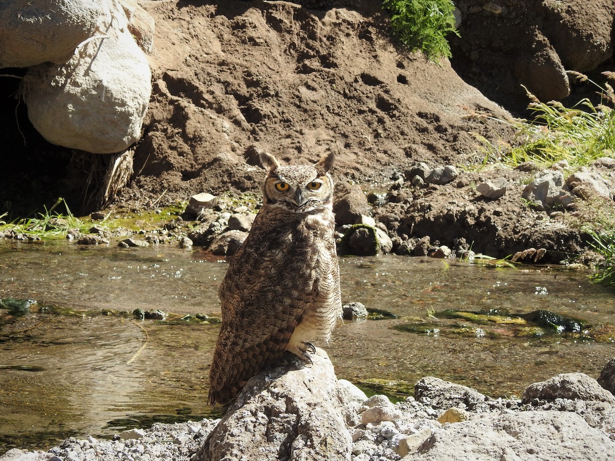 Lesser Horned Owl - ML292664321