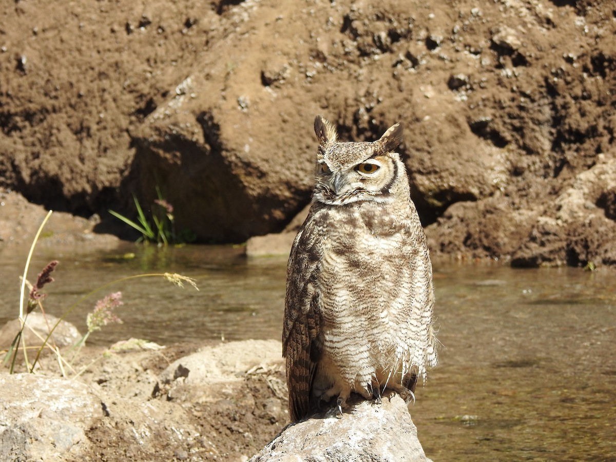Lesser Horned Owl - ML292664501