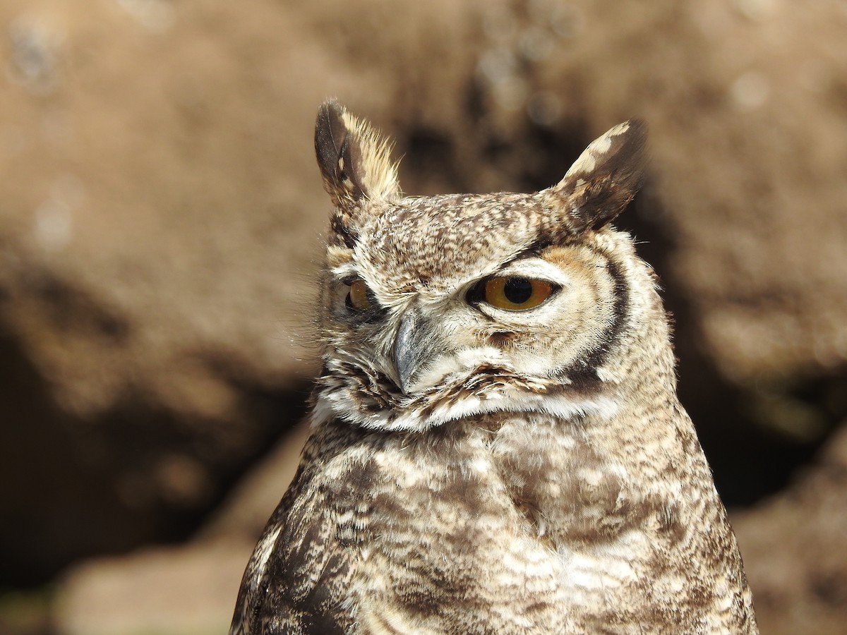 Lesser Horned Owl - ML292664771