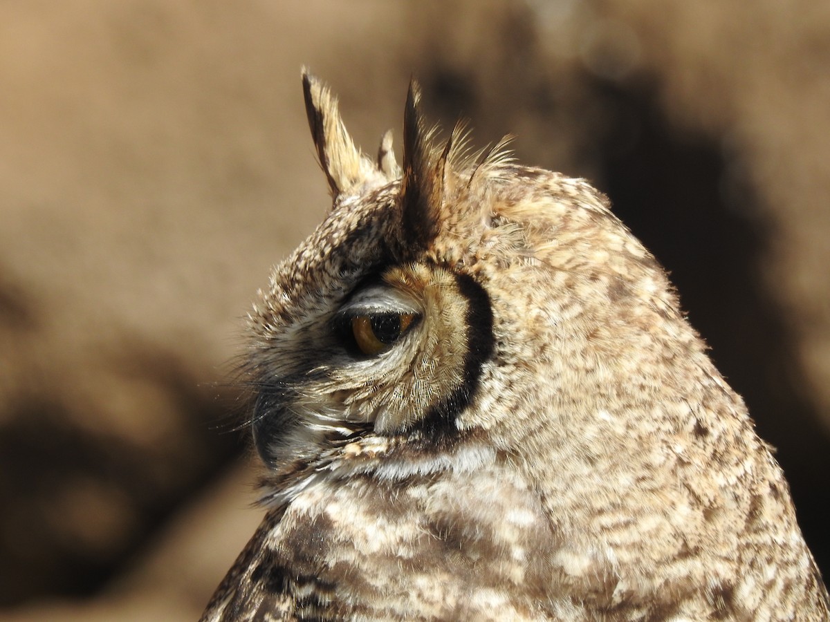 Lesser Horned Owl - ML292664941