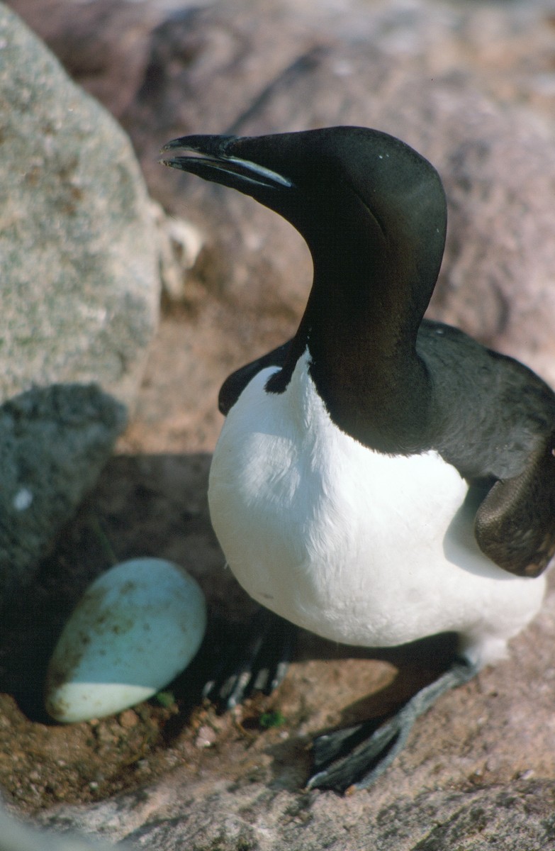 Guillemot de Brünnich - ML292664951