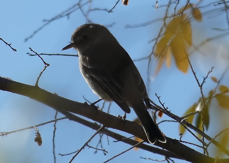 Gray Flycatcher - ML292665101