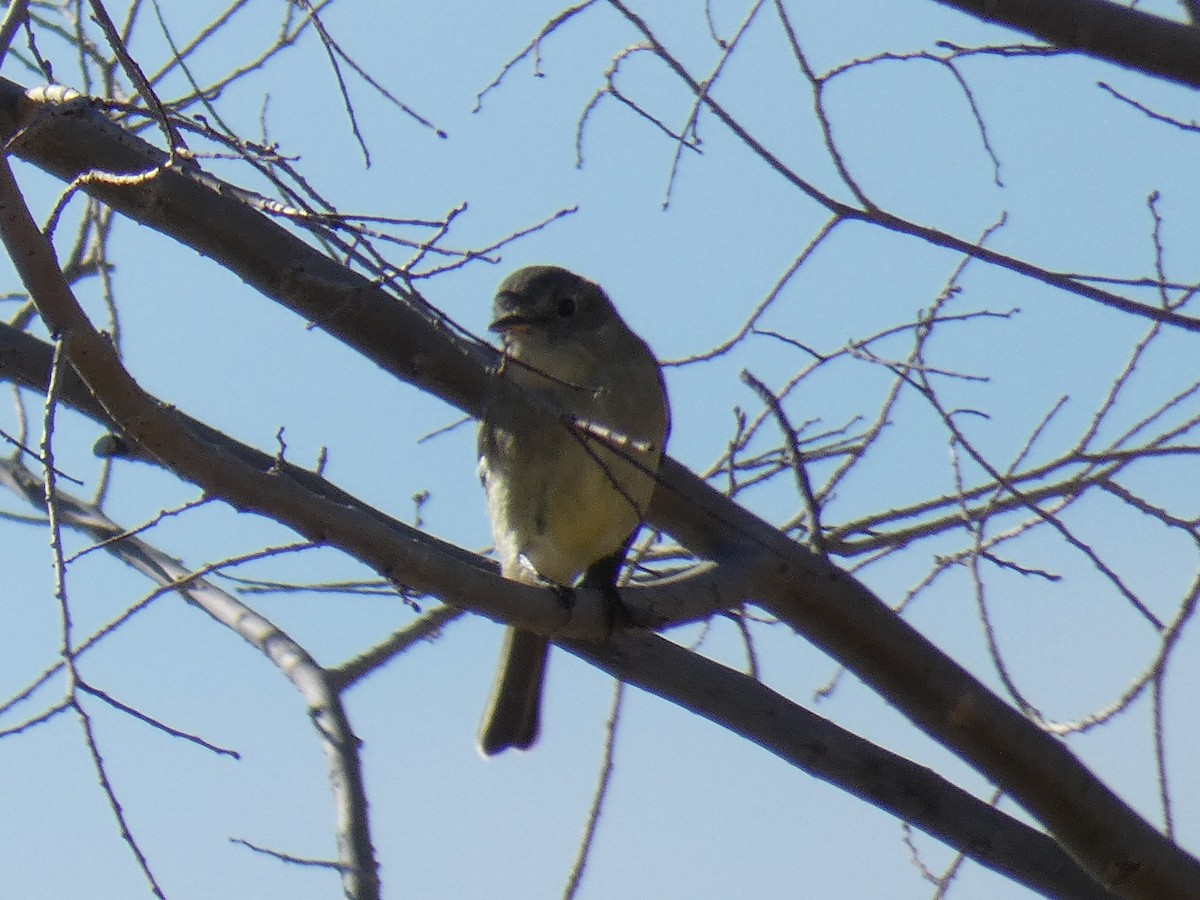 Gray Flycatcher - ML292665141