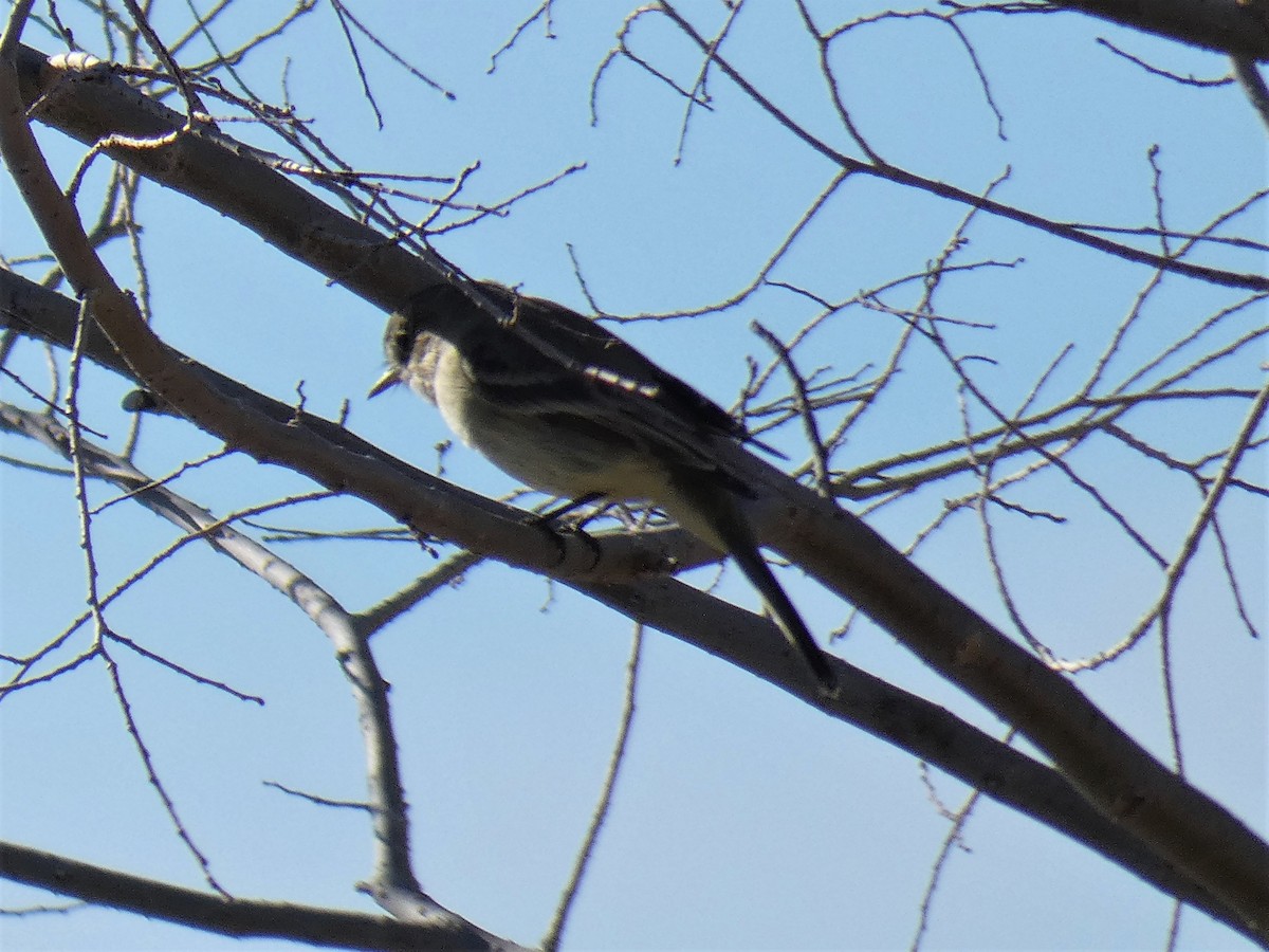 Gray Flycatcher - ML292665161