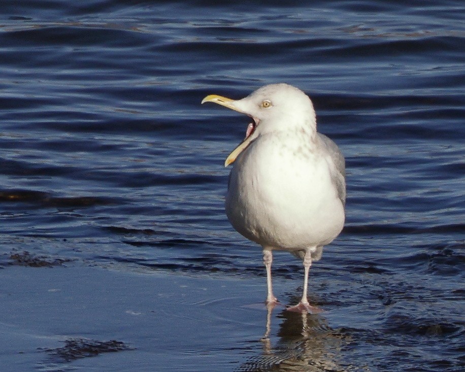 Herring Gull - Roger Dietrich