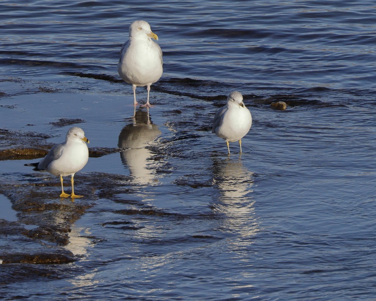 American Herring Gull - Roger Dietrich