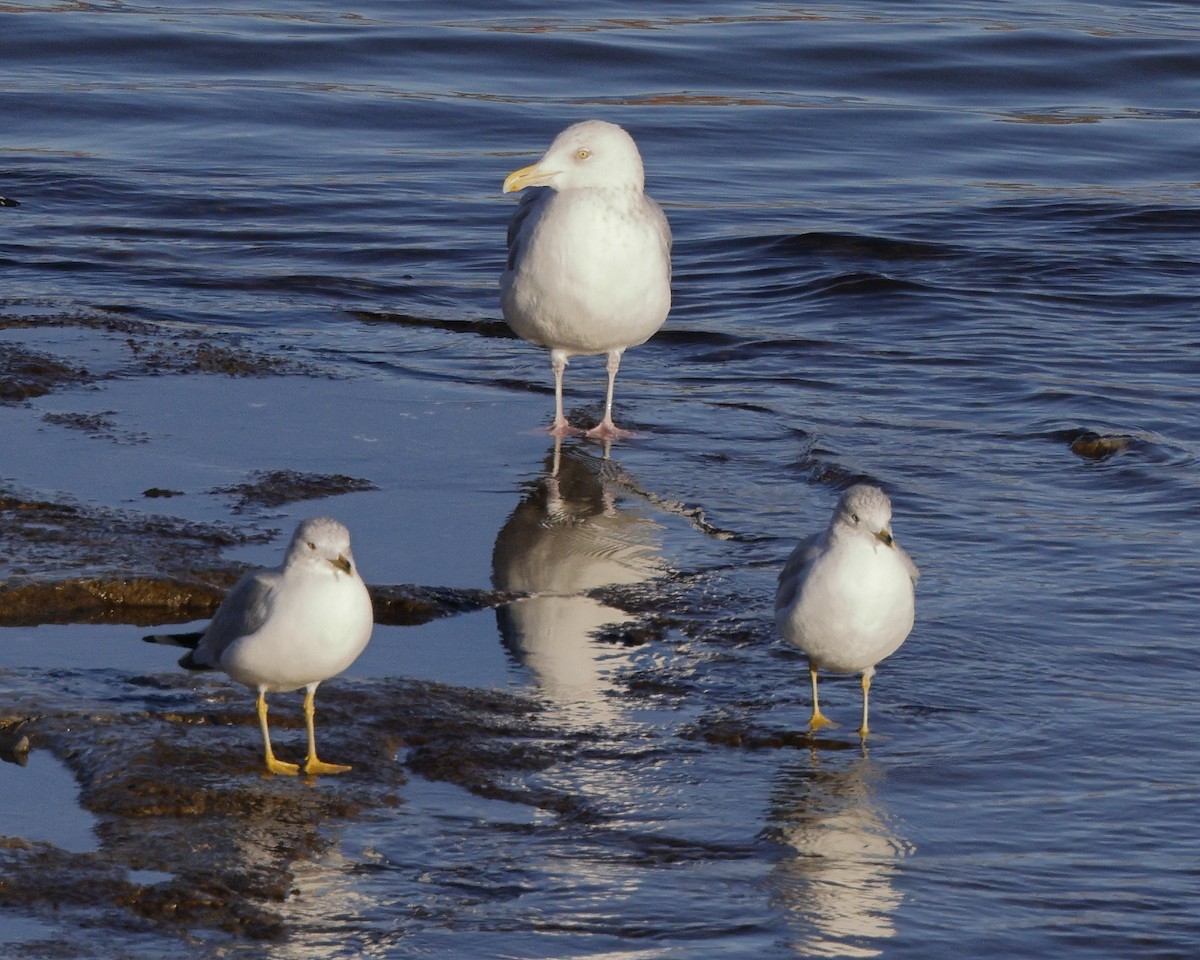 American Herring Gull - Roger Dietrich