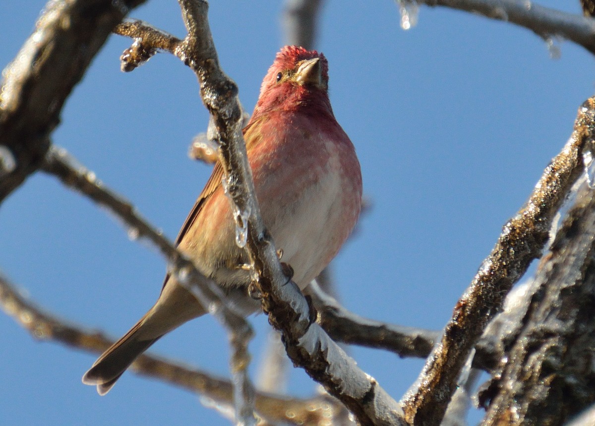 Purple Finch - ML292668061