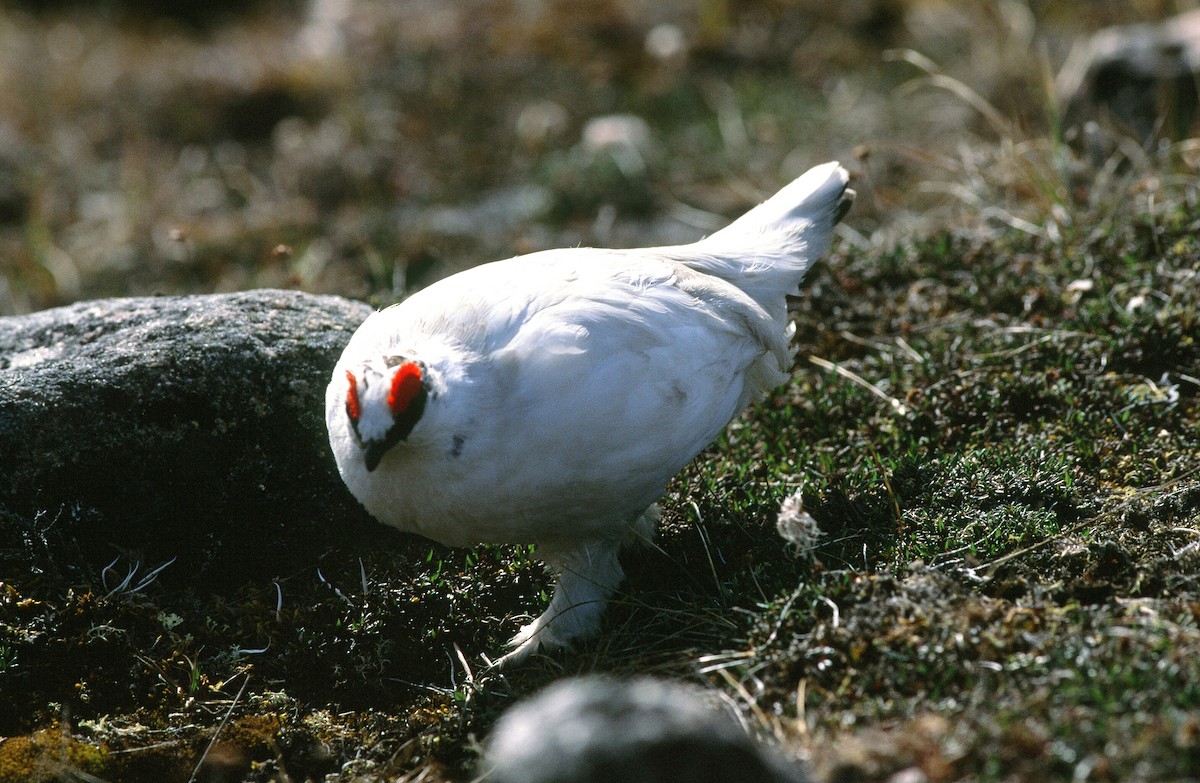 Rock Ptarmigan - ML292668071