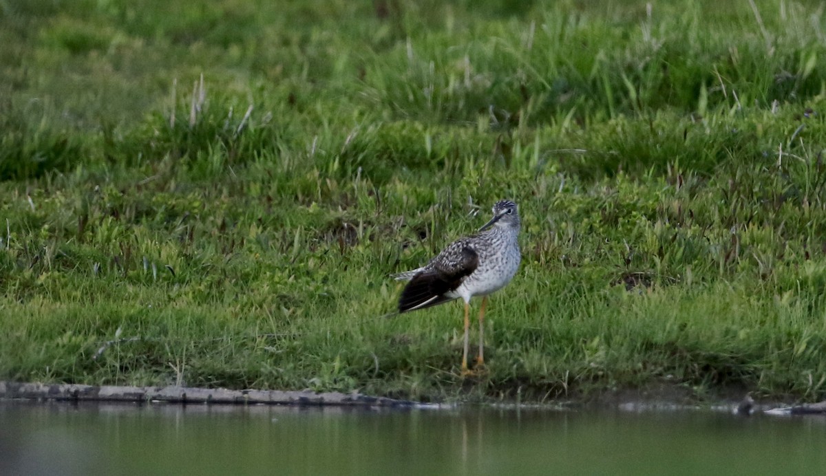 Greater Yellowlegs - ML29266991