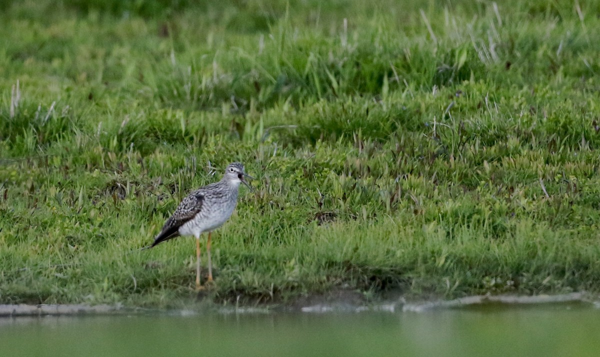 Greater Yellowlegs - ML29267011