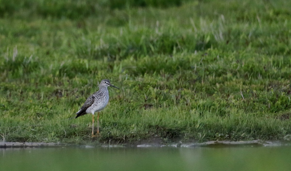 Greater Yellowlegs - ML29267021