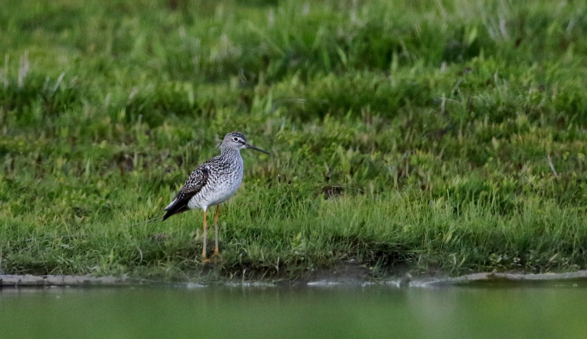 Greater Yellowlegs - ML29267031