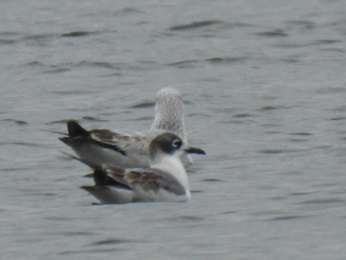 Franklin's Gull - ML292673041