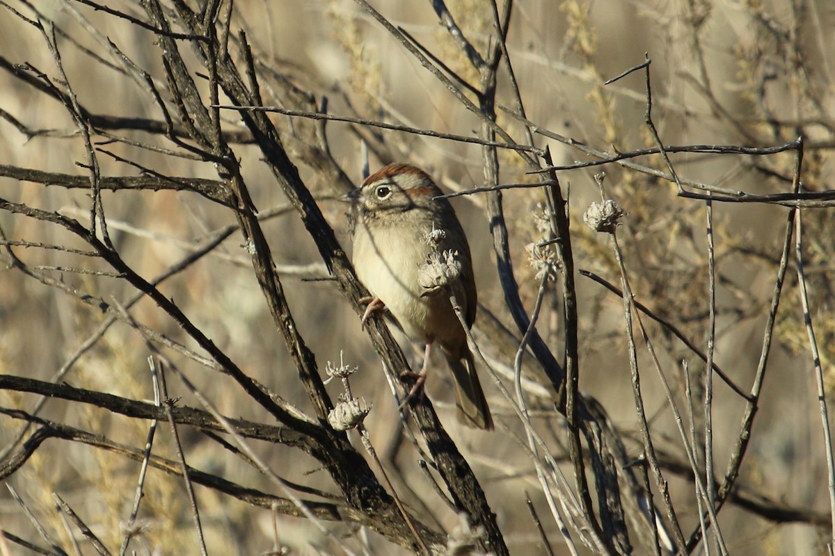 Rufous-crowned Sparrow - ML292676261