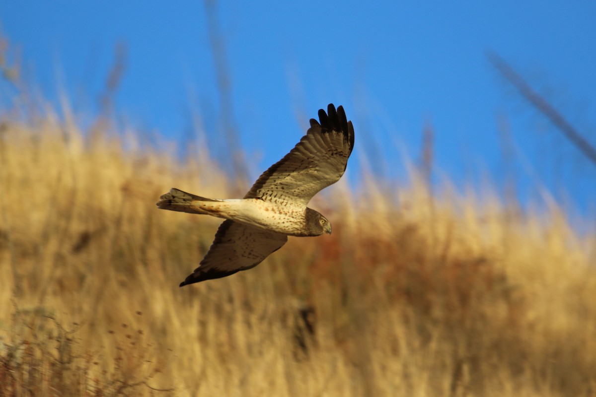 Northern Harrier - ML292676281