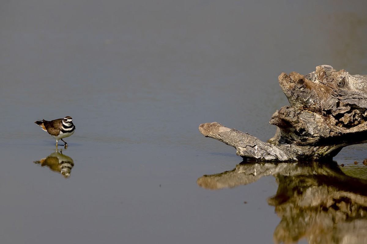 Killdeer - ML292676601