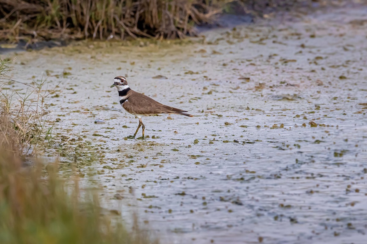 Killdeer - ML292676611