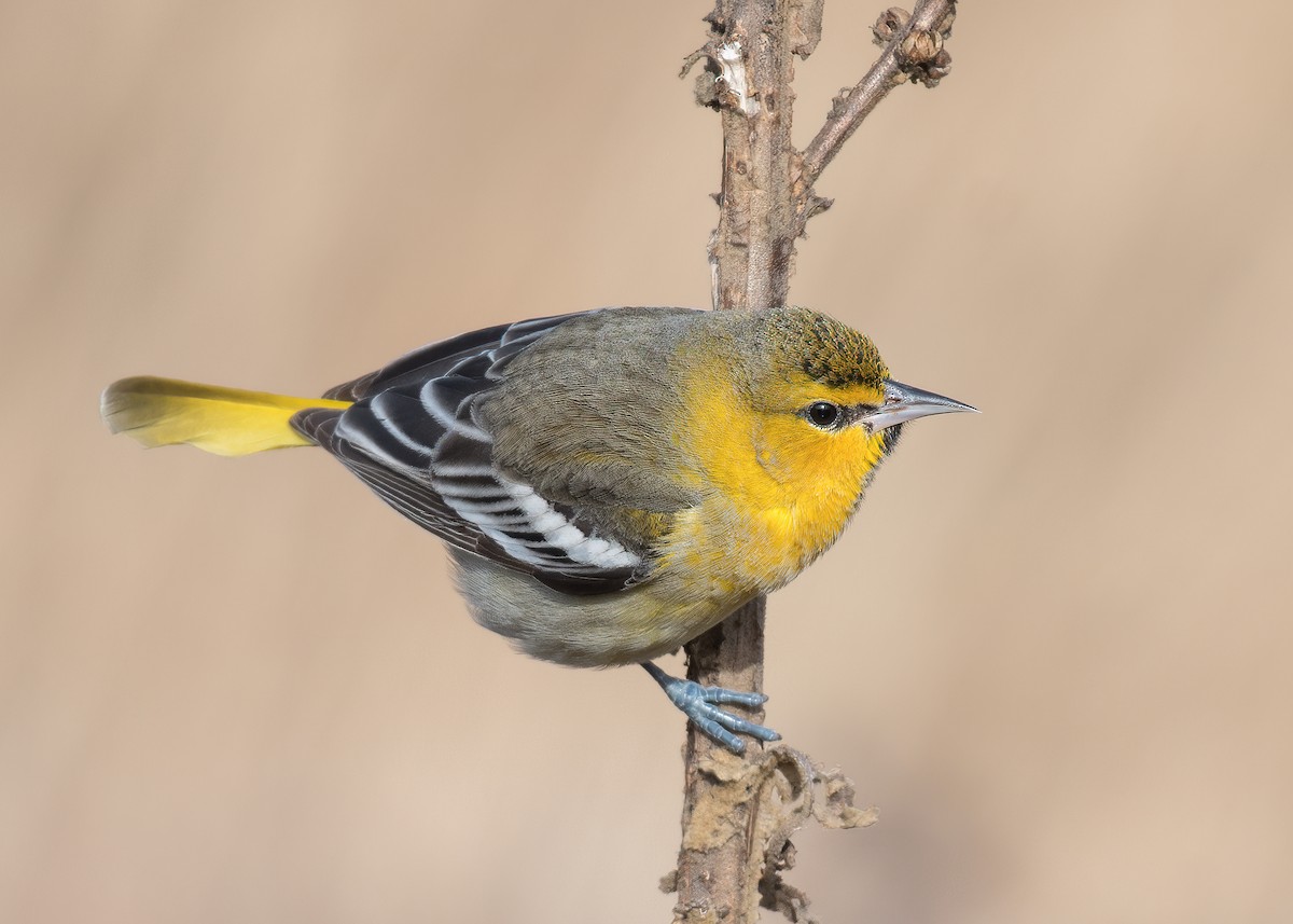 Bullock's Oriole - ML292677351