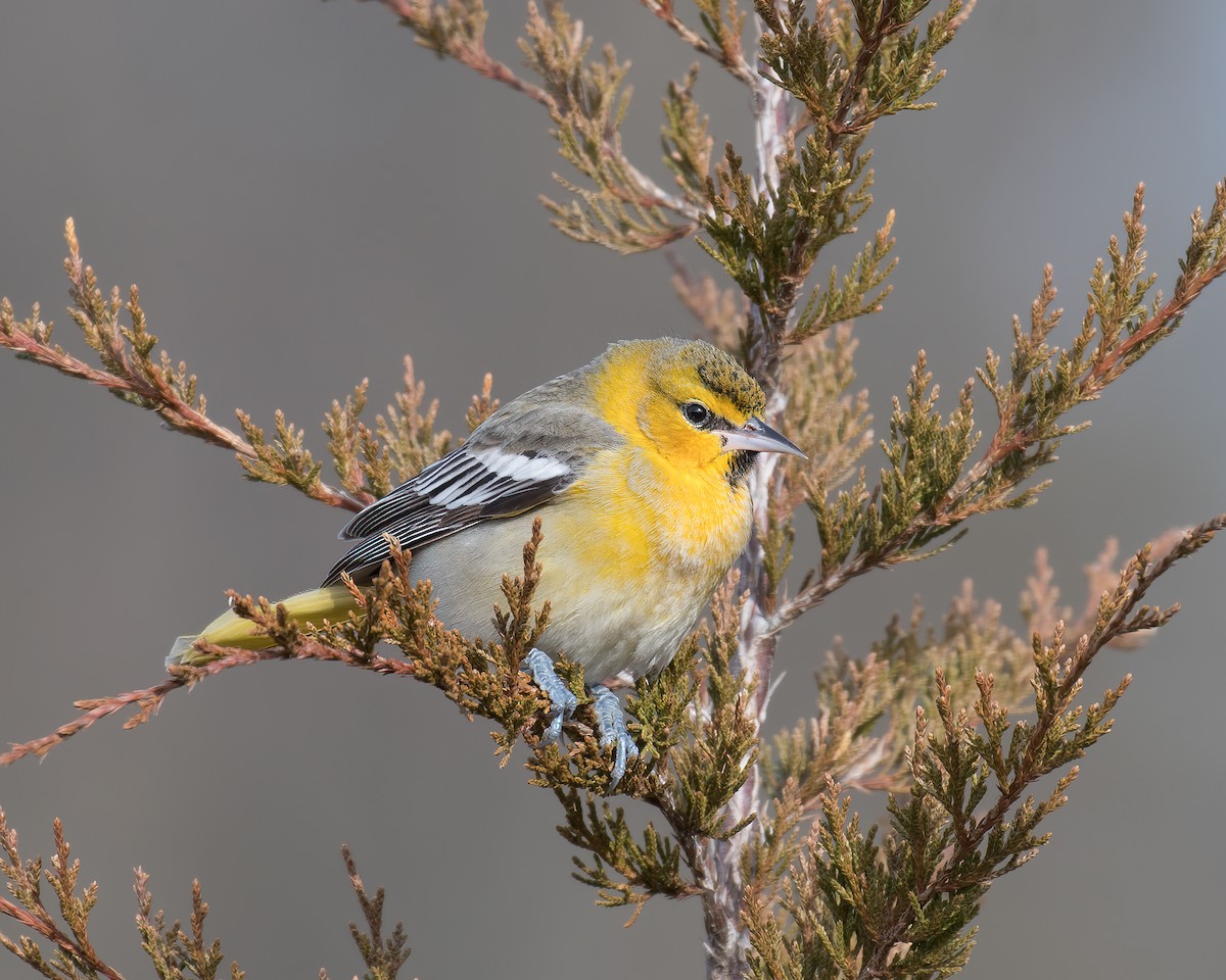 Bullock's Oriole - ML292677391