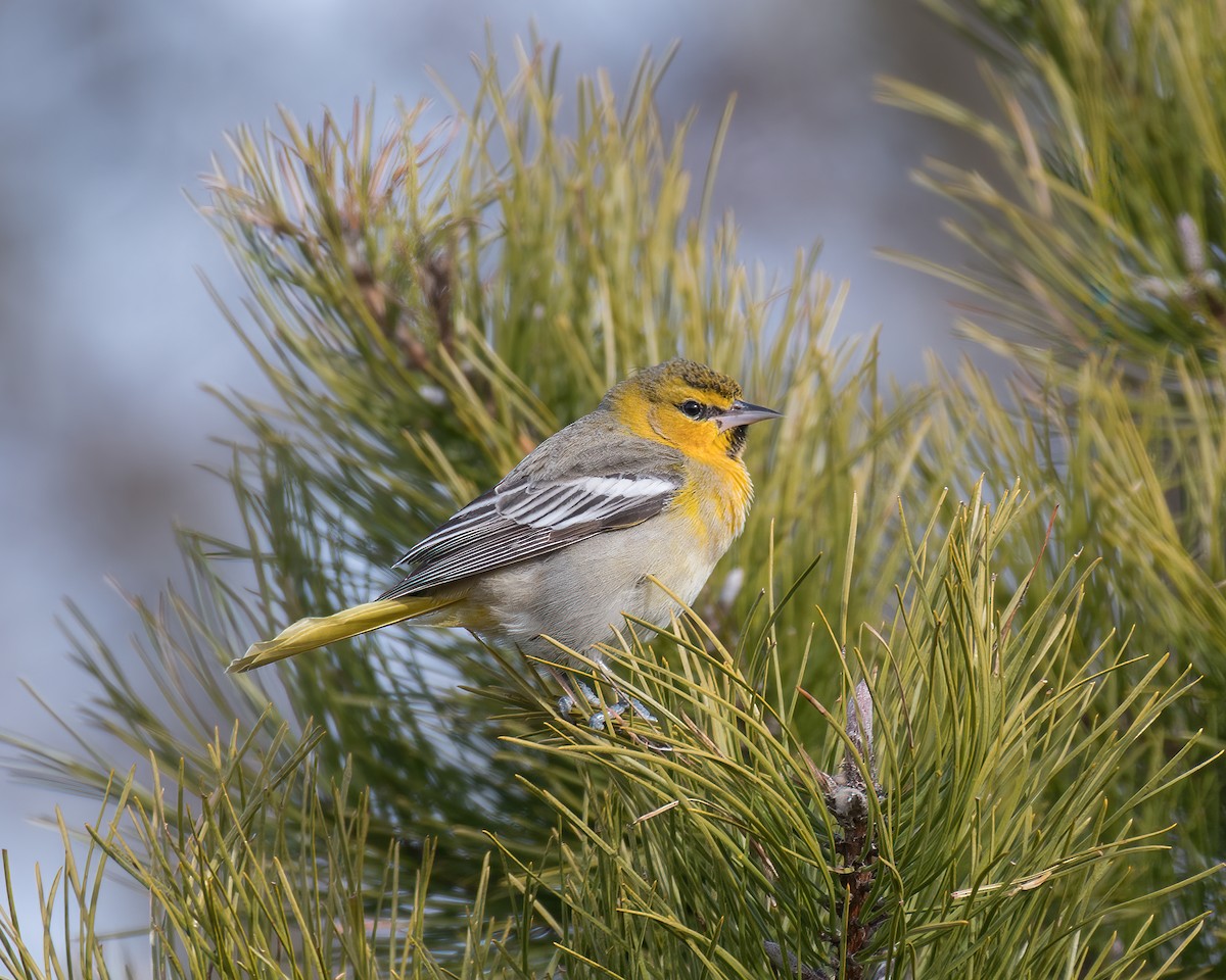 Bullock's Oriole - ML292677451