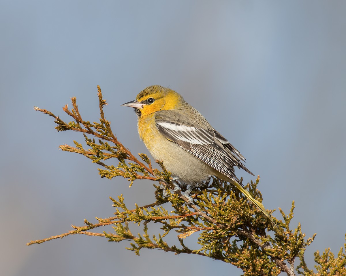 Bullock's Oriole - ML292677501