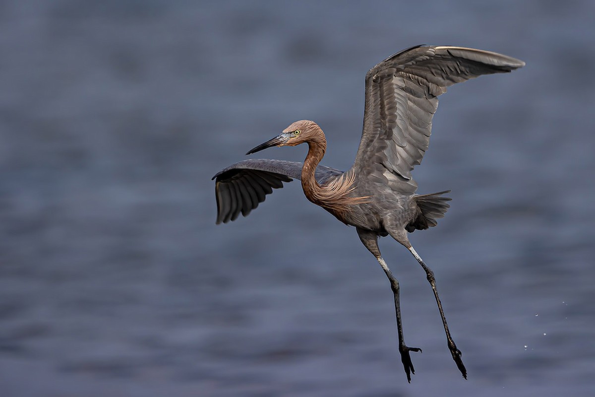 Reddish Egret - ML292679931