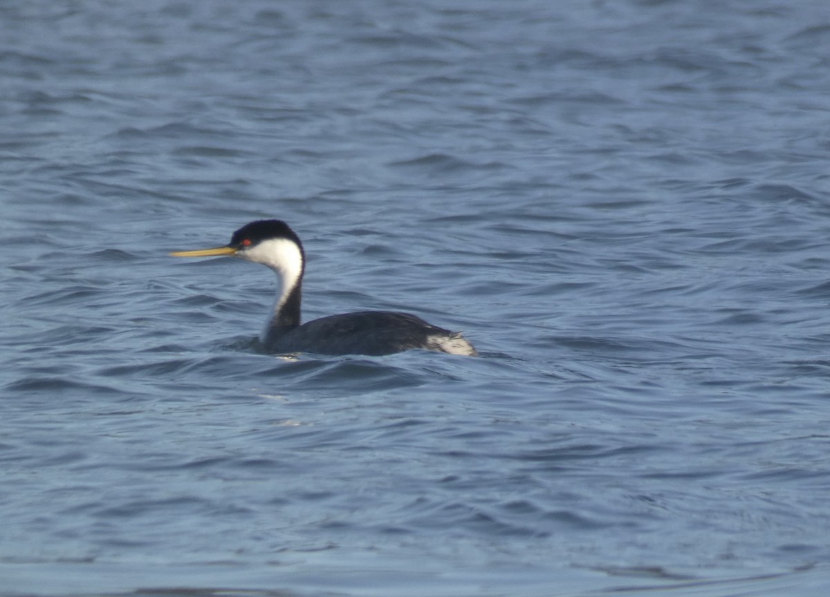 Western Grebe - ML292679991