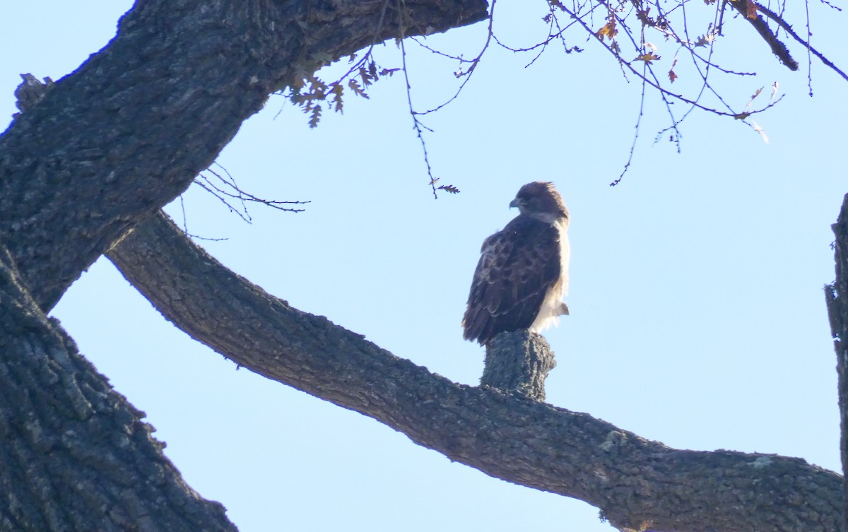 Red-tailed Hawk - ML292680281