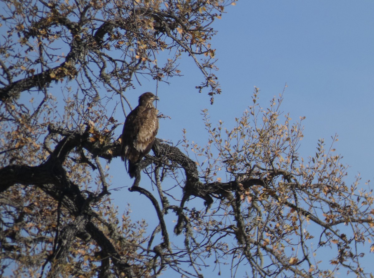 Bald Eagle - ML292681121