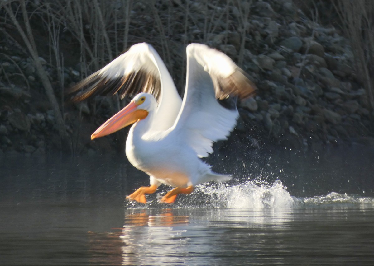 American White Pelican - ML292681371