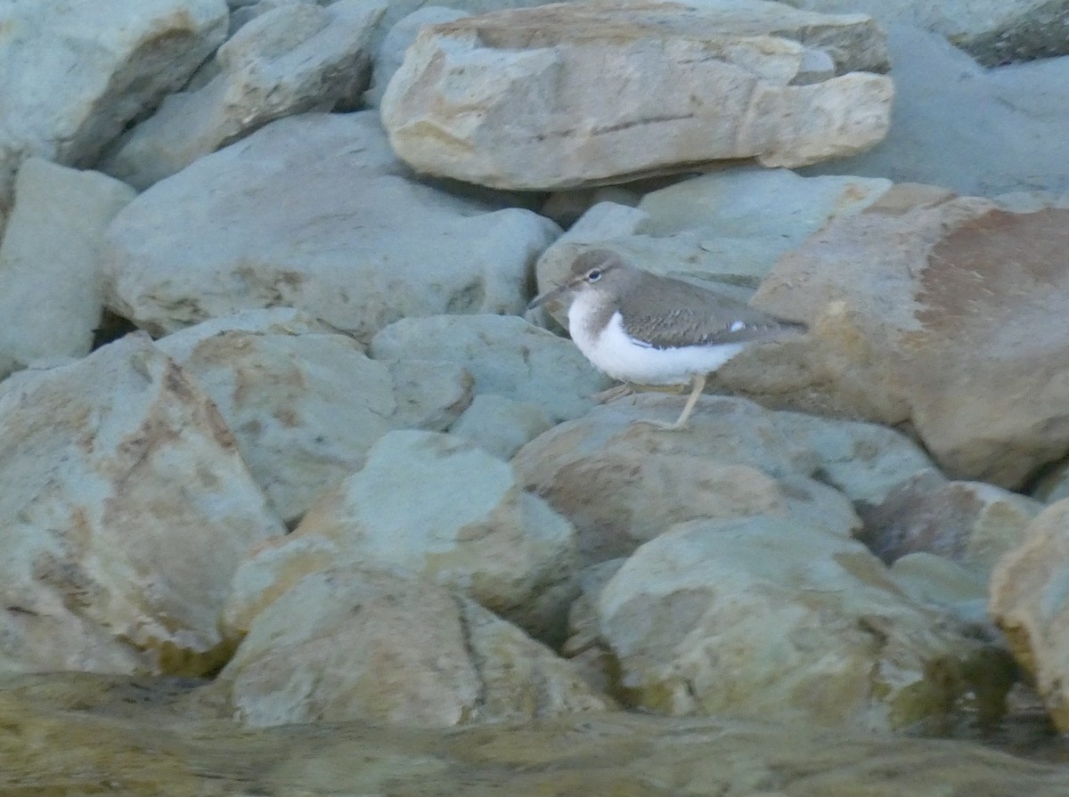 Spotted Sandpiper - ML292681551