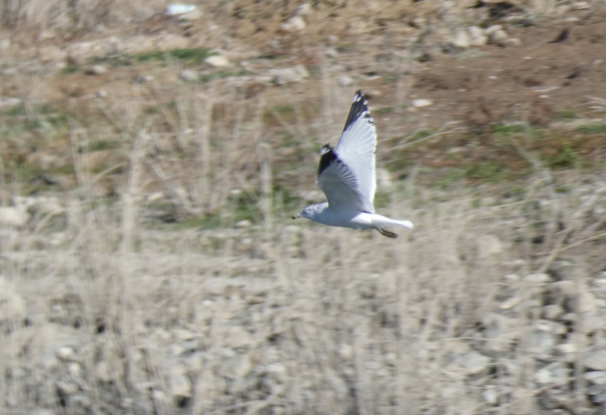 Ring-billed Gull - ML292682261