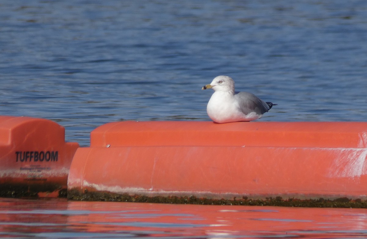 Ring-billed Gull - ML292682341